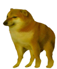 Teste Matheus Cachorro Levantando